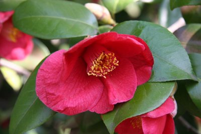 Camellia - Japanese Garden