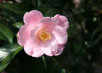 Camellia - Japanese Garden