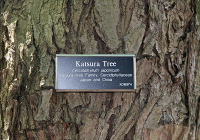 Katsura Tree Bark - Japanese Garden