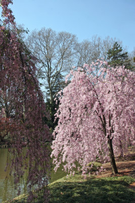 Cherry Tree Blossoms - Japanese Garden