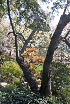 Japanese Garden