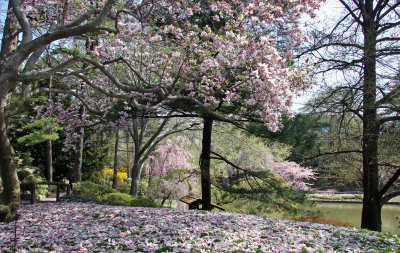 Japanese Garden