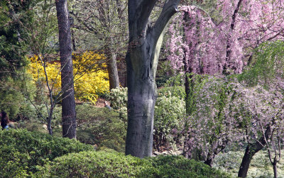 Japanese Garden