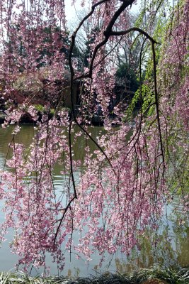 Cherry Tree Blossoms - Japanese Garden