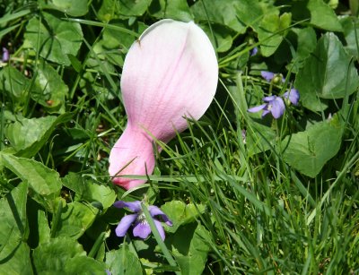 Magnolia Flower Petal & Viola - Japanese Garden