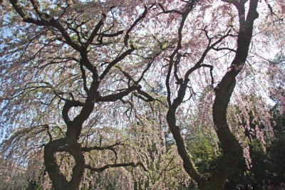 Cherry Tree Blossoms - Japanese Garden