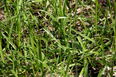 Scent Garden Sweet Grass