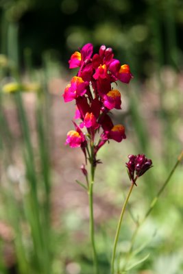 Scent Garden