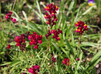 Scent Garden