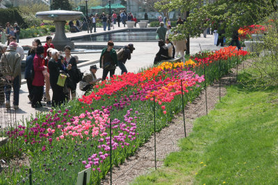 Tulips