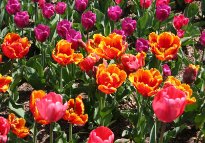 Tulips