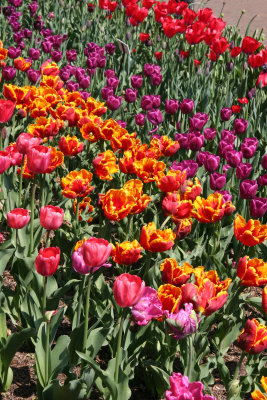 Tulips - Brooklyn Botanical Gardens