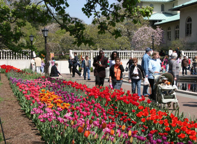 Tulips