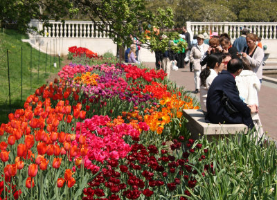 Tulips