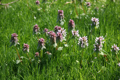 Lamium - Brooklyn Botanical Garden