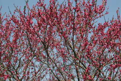 Prunus Tree Blossoms