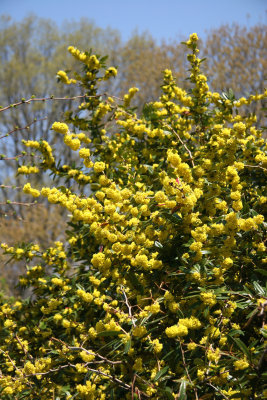 Mahonia - Brooklyn Botanical Gardens