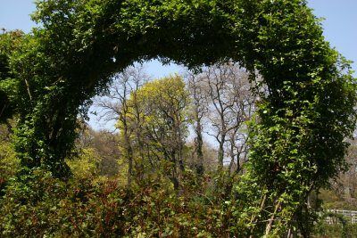 Norway Maple Framed with a Rose Arbor