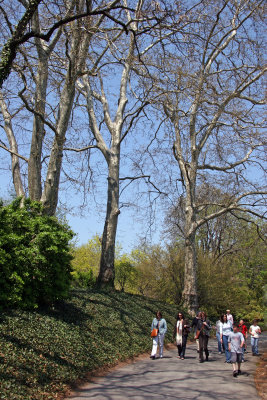 London Plane Trees or Sycamore