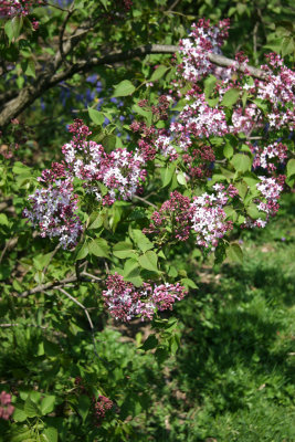 Lilac Blossoms