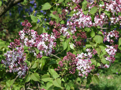 Lilac Blossoms