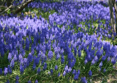 Grape Hyacinths