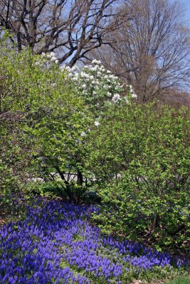 Lilac & Grape Hyacinth Blossoms