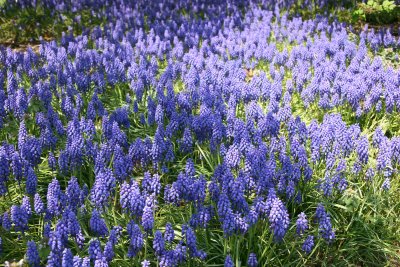 Grape Hyacinths