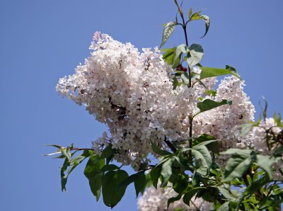 Lilacs - Brooklyn Botanical Gardens