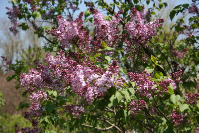 Lilac Blossoms