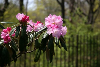 Rhododendron