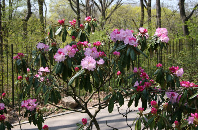 Rhododendron