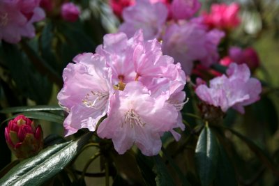 Rhododendron