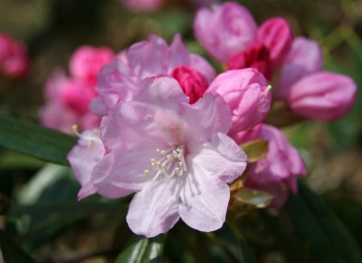 Rhododendrons - Brooklyn Botanical Gardens