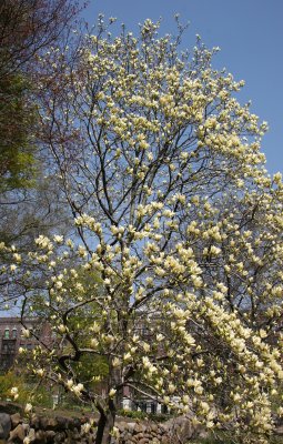 Yellow Magnolia Flower Tree - Entrance Garden