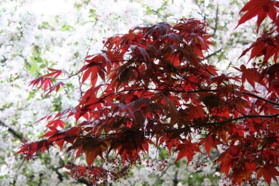 Red Leaf Maple & Crab Apple Tree Blossoms
