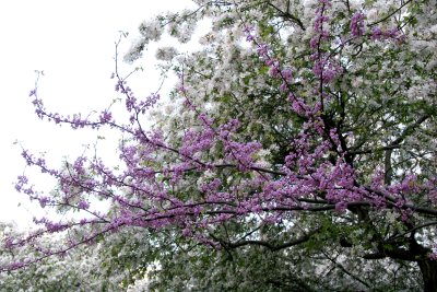 Cercis & Crab Apple Tree Blossoms