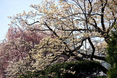 Dogwood & Cherry Blossoms
