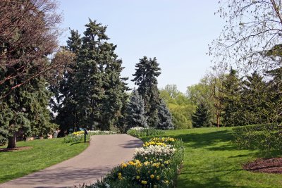 Garden Path - Connifers & Daffodils