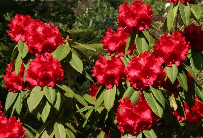 Red Rhododendron - Conservatory Gardens