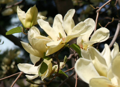 Yellow Magnolia Blossoms - Conservatory Gardens