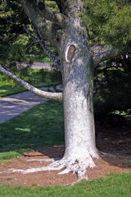 Silver Bark Conifer