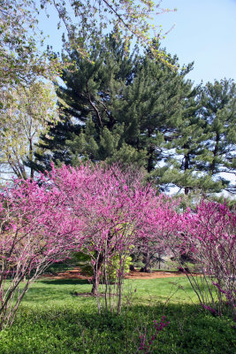 Cercis Tree Blossoms & Connifers