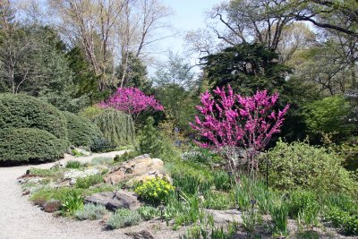 Cercis Trees in Bloom - Rock Garden