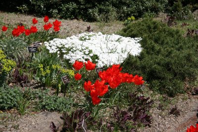 Tulips - Rock Garden