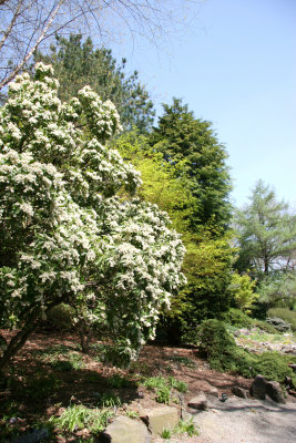 White Pieris Bush Blossoms - Rock Garden