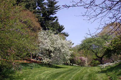 Orchards - Mostly Cherry, Crab Apple & Dogwood Trees in Bloom