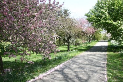 Orchards - Mostly Cherry, Crab Apple & Dogwood Trees in Bloom