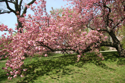 Orchards - Mostly Cherry, Crab Apple & Dogwood Trees in Bloom