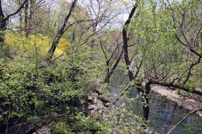 Bronx River Ravine